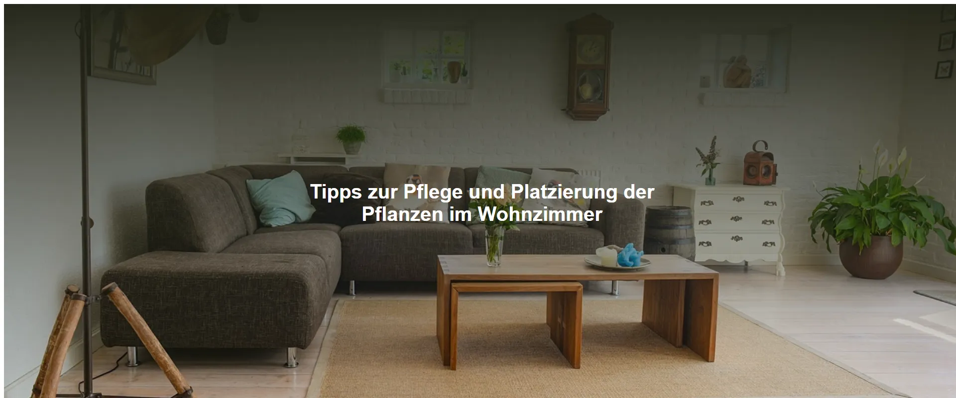 Tipps zur Pflege und Platzierung der Pflanzen im Wohnzimmer